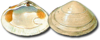 Solid surf clam