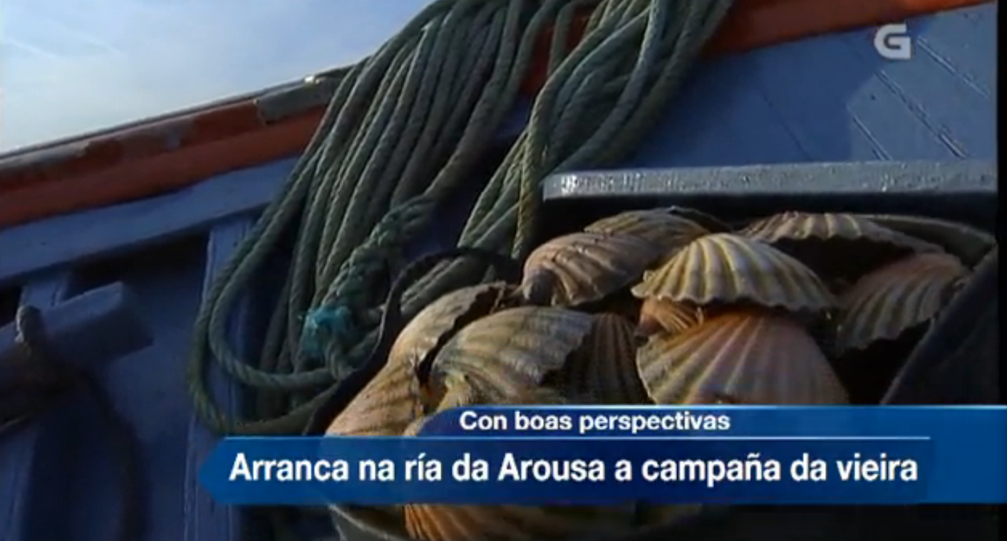 Abre a campaña da vieira na Ría de Arousa