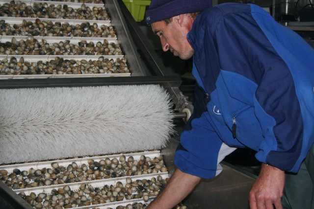 Comezo da campaña do berberecho en Noia