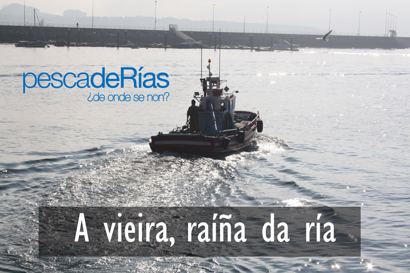 A vieira, raíña da ría