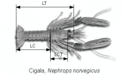 Small European locust lobster