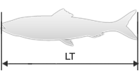 Blackbelly rosefish