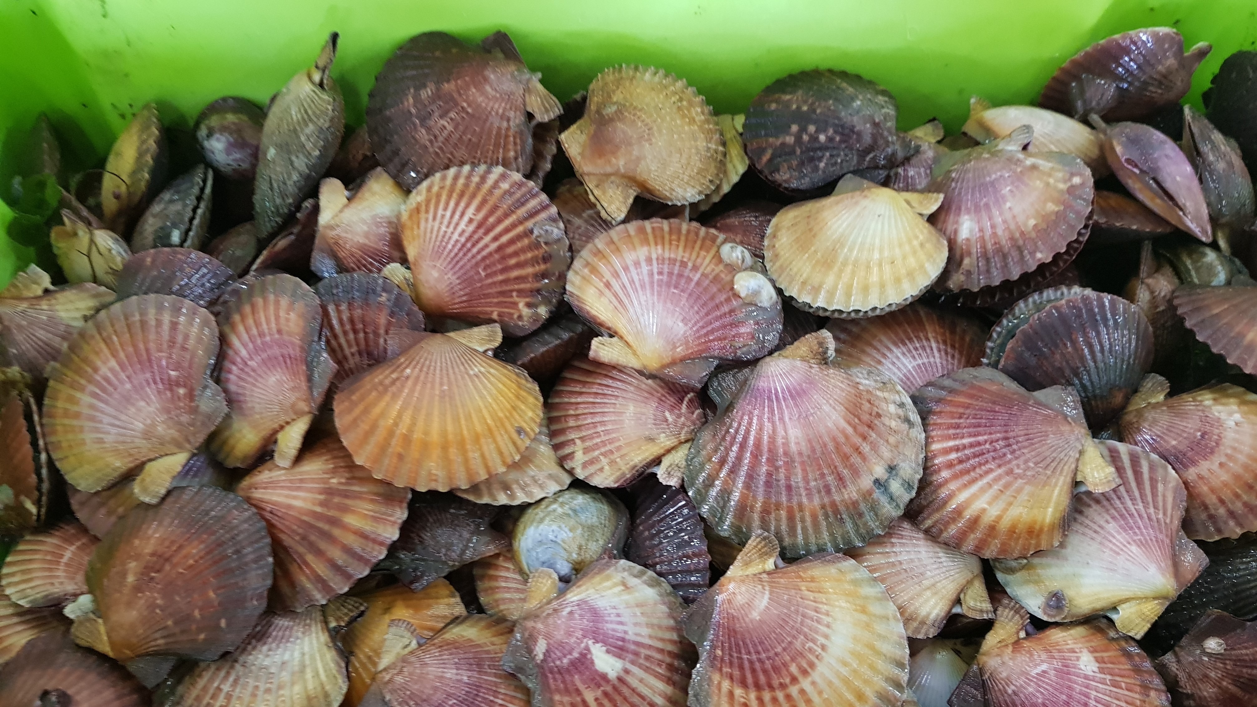 Apertura da volandeira na Ría de Arousa