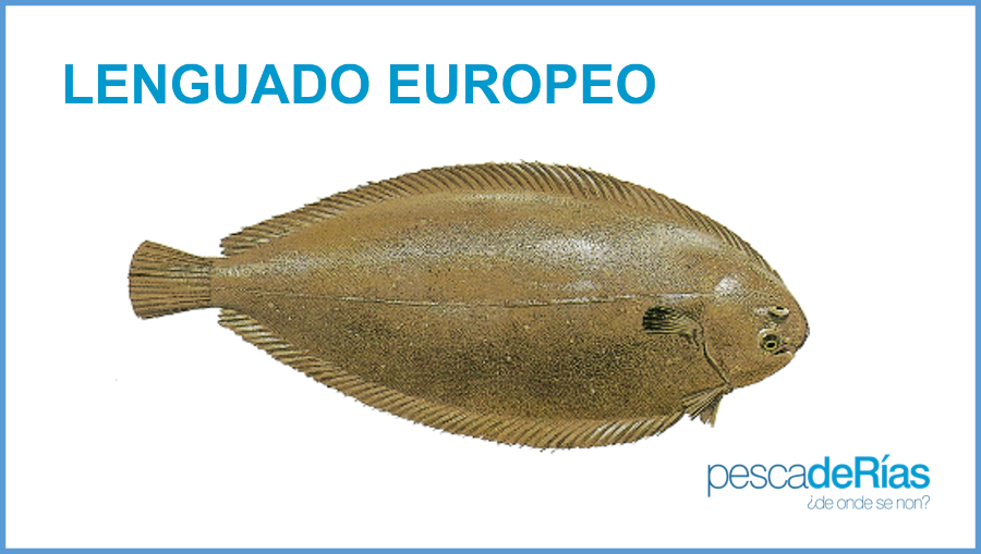 PescadeRias