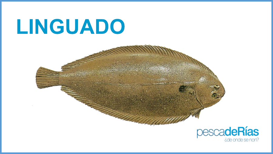 PescadeRias