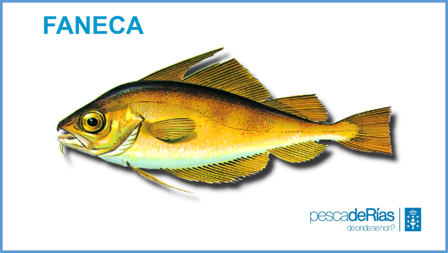 PescadeRias