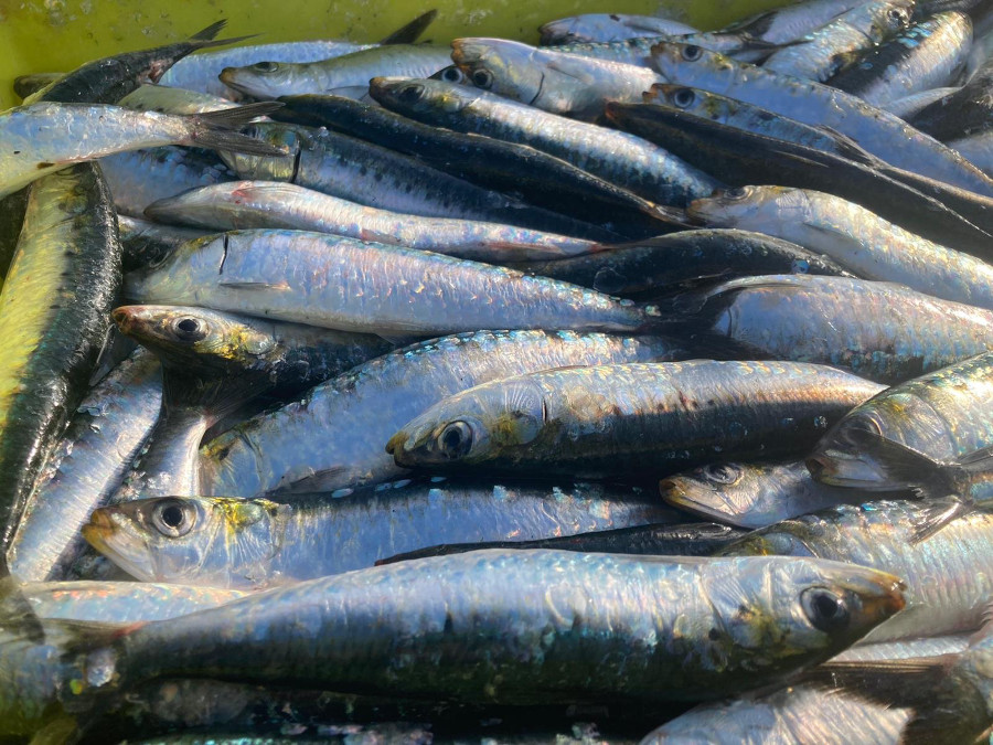 pescaDerias