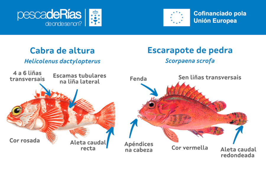 pescaDerias