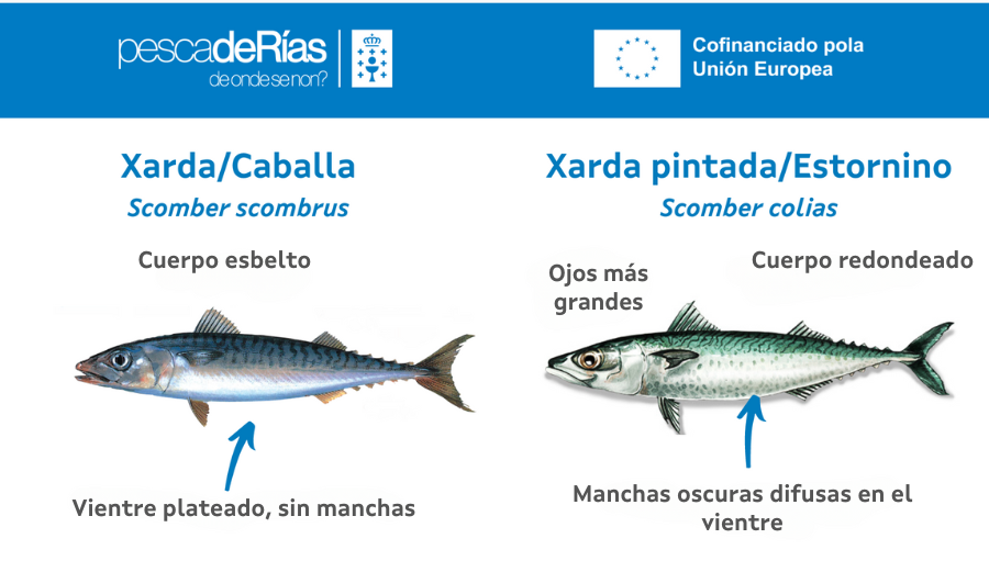 pescadeRias