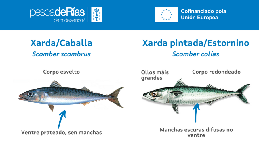 pescadeRias
