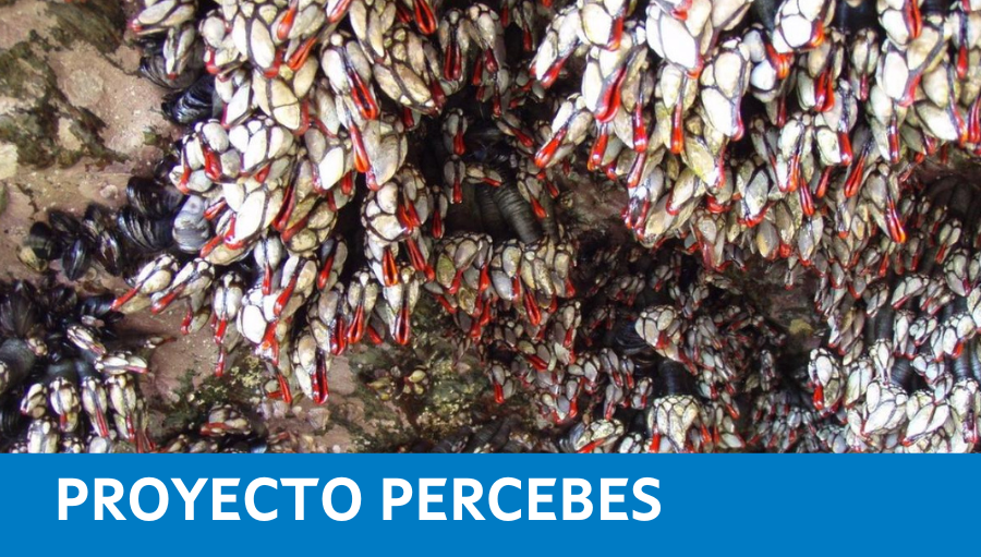 pescadeRias