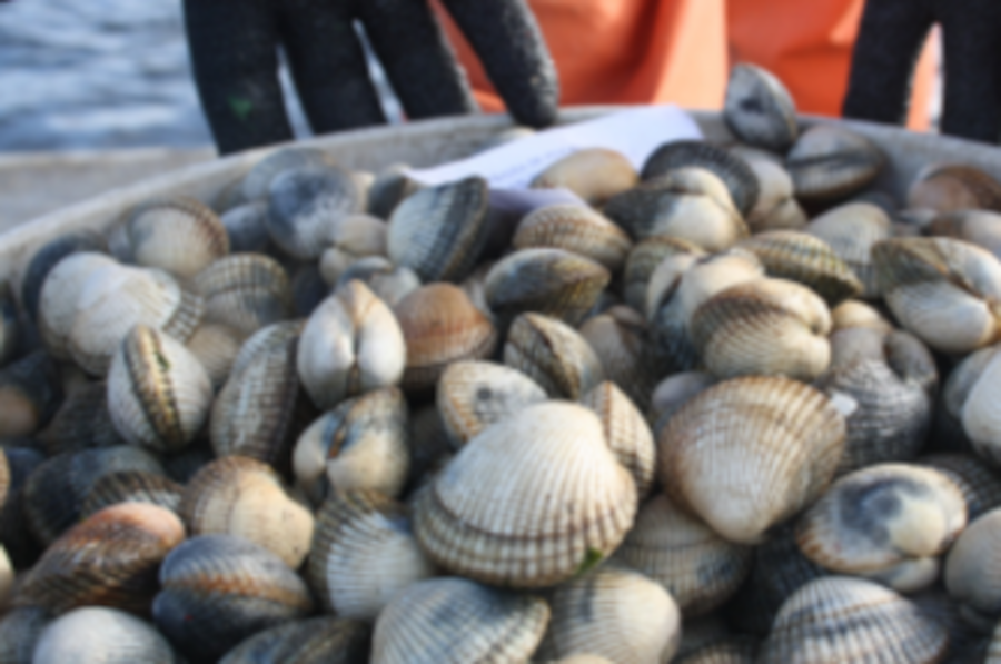 pescadeRias