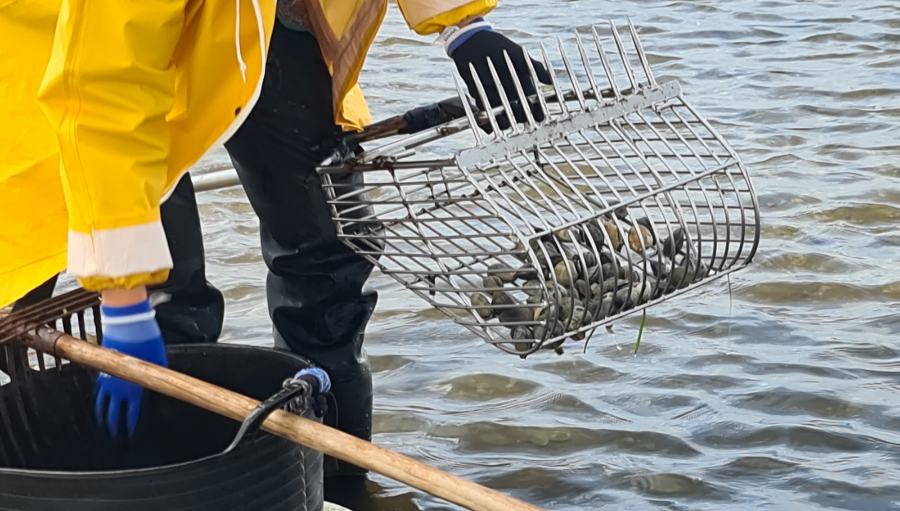 pescadeRias