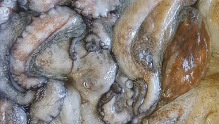 pescadeRias