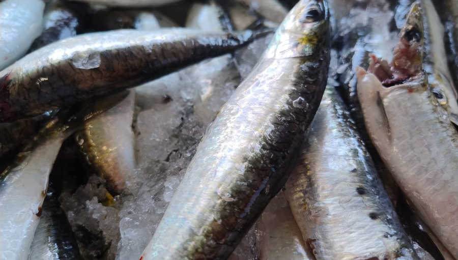 pescadeRias
