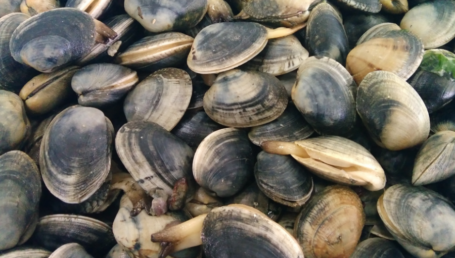 pescadeRias