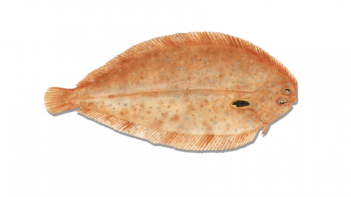 Wedge sole