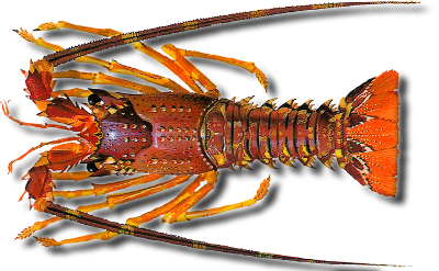 Common spiny lobster