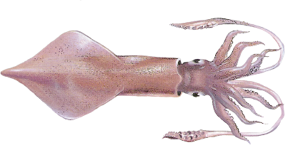 Calamar o calamar europeo