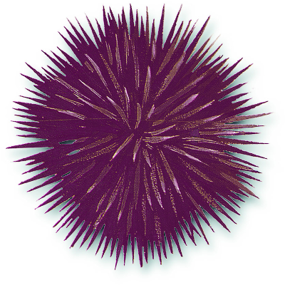 Stony sea urchin