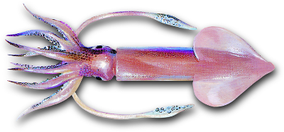 Shortfin squid