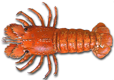 Small European locust lobster