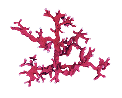 Alga coral