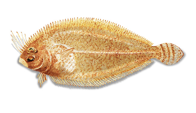 Imperial scaldfish