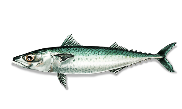 Atlantic chub mackerel