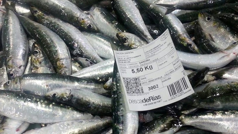 Publicada la resolución para la ordenación de la pesquería de la sardina