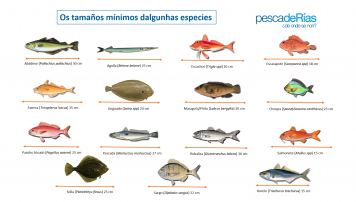 Tamaños mínimos