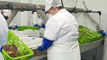PescadeRías