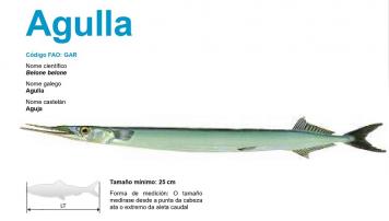 A agulla