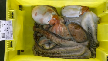 PescadeRias