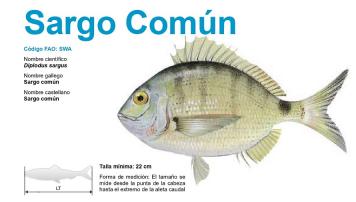 sargo común