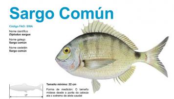 sargo común