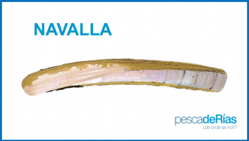 Navalla