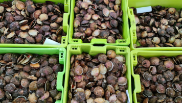 PescadeRias