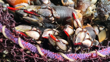 PescadeRias