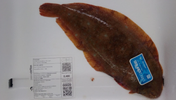 PescadeRias