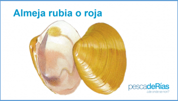 PescadeRias