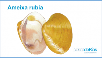 PescadeRias