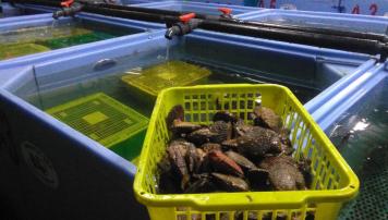 PescadeRias