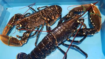 PescadeRías