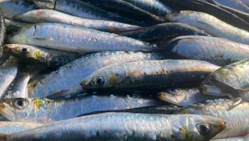 PescadeRias