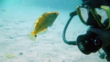 PescadeRias