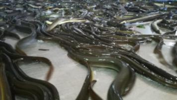 pescadeRias