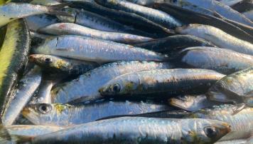 pescaDerias