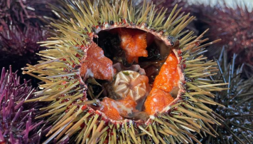 pescadeRias