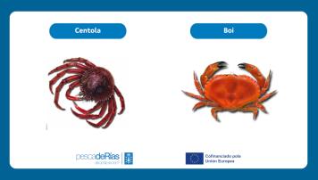 pescadeRias